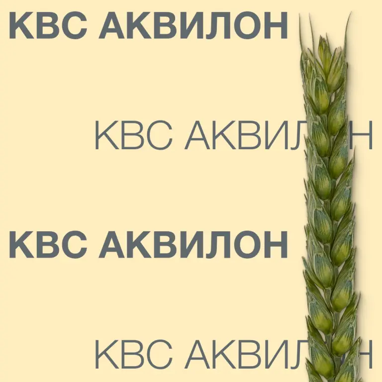 Тадалафил-СЗ таблетки 20 мг 8 шт. цены от 357 ₽, купить в.