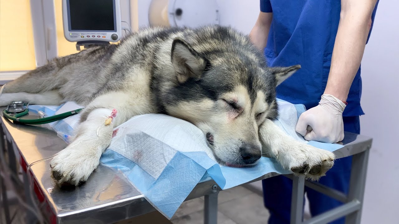 Последствия для собаки, если она съест виагру что нужно.
