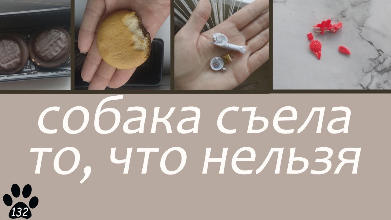 Первая помощь собаке, которая съела таблетки
